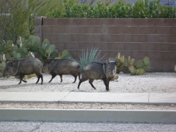 Javelina sighting on the first ride for the Hammer Camp.